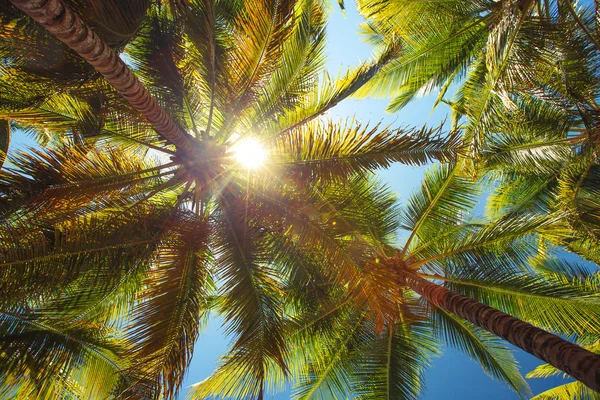 Coconut palm träd perspektivvy — Stockfoto