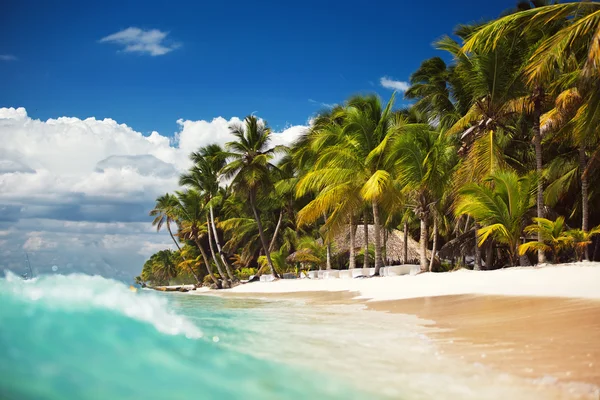 Palmiers sur la plage tropicale et sauvage — Photo