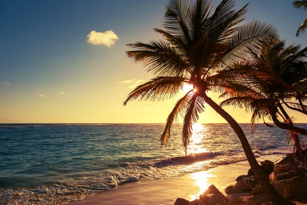 Palmera en la playa tropical — Foto de Stock