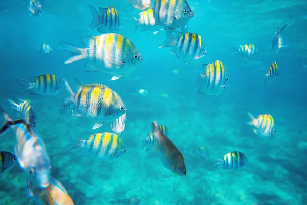 Foto van een tropische vissen op een koraal rif — Stockfoto