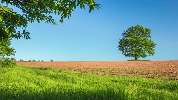 Árbol de primavera con hojas frescas en un prado — Vídeo de stock