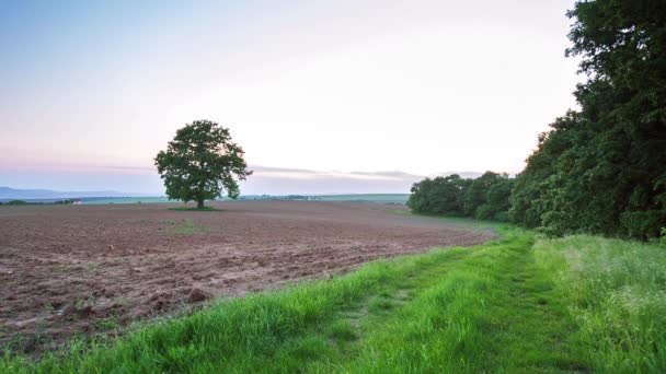 Frühlingsbaum mit frischen Blättern auf einer Wiese — Stockvideo