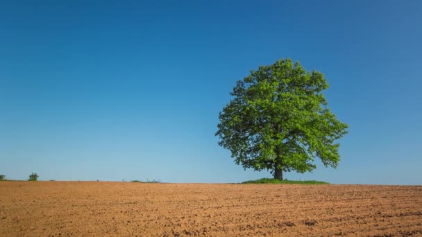 Albero primaverile con foglie fresche sul campo aratri — Video Stock