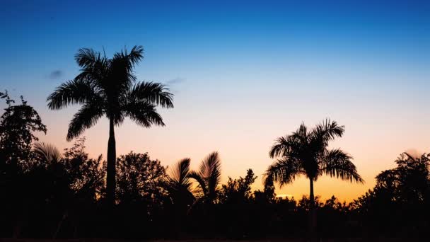 Palm tree silhoette on sunset — Stock Video