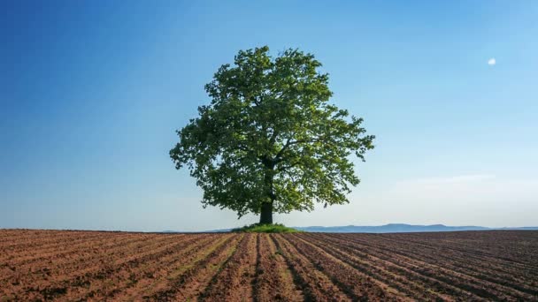 Jarní strom s čerstvé listy na pluh pole — Stock video