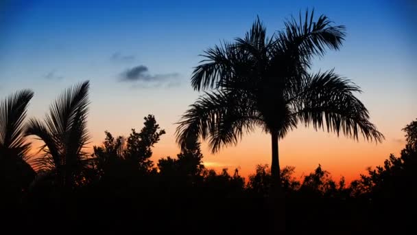Palmiye ağacı silhoette günbatımı üzerinde — Stok video