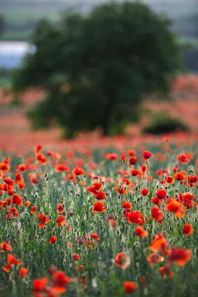 Pole jasnoczerwone kwiaty maku w lecie — Zdjęcie stockowe
