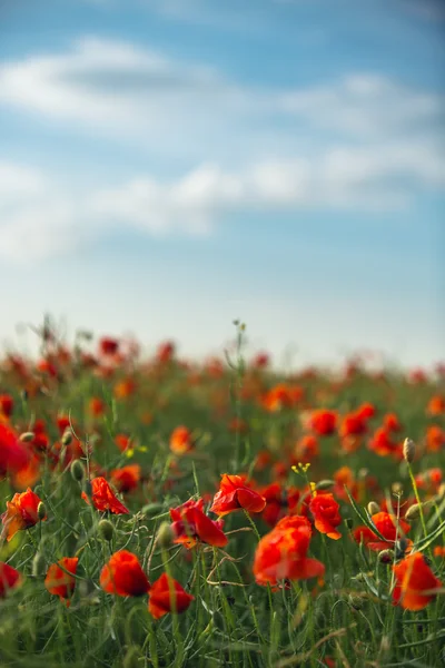 Πεδίο με έντονα κόκκινα άνθη παπαρούνας το καλοκαίρι — Φωτογραφία Αρχείου