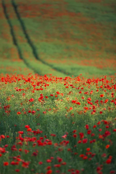 Πεδίο με έντονα κόκκινα άνθη παπαρούνας το καλοκαίρι — Φωτογραφία Αρχείου