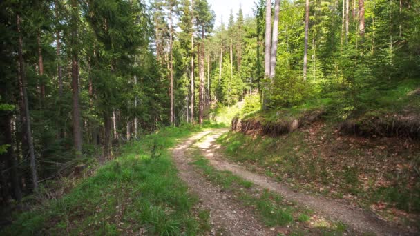 Bergslandskap med betande hästar — Stockvideo