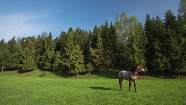 El paisaje de montaña con caballos de pastoreo — Vídeos de Stock