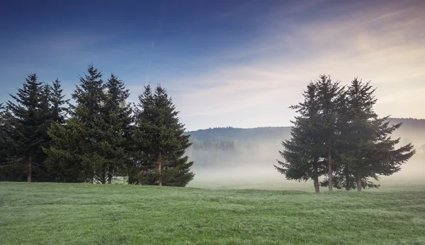 Alberi coperti di nebbia nella valle con cielo blu brillante — Foto Stock