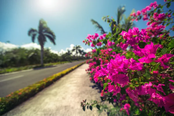 Beautiful alley in the park, caribbean resort with flowers and p — Stock Photo, Image