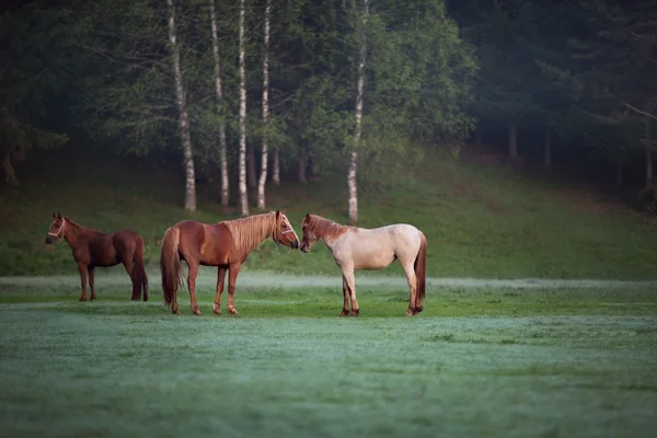 Paard in een veld — Stockfoto