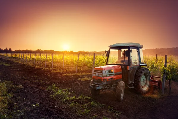 Трактор в винограднике на закате — стоковое фото