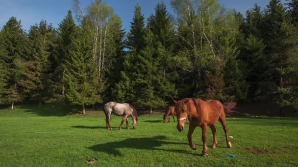 A paisagem de montanha com cavalos de pastoreio — Vídeo de Stock