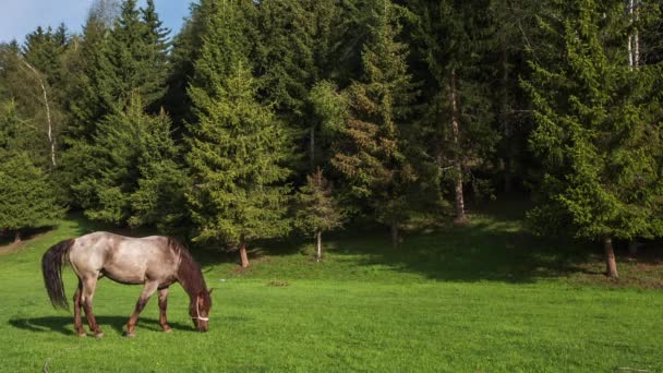 Bergslandskap med betande hästar — Stockvideo