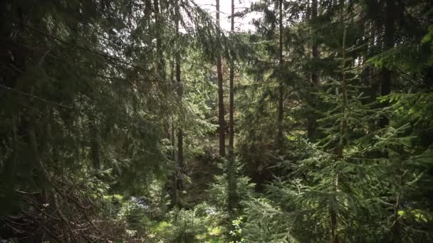 Dans la forêt, vidéo 