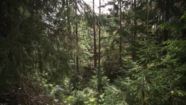 In den Wald, Video — Stockvideo