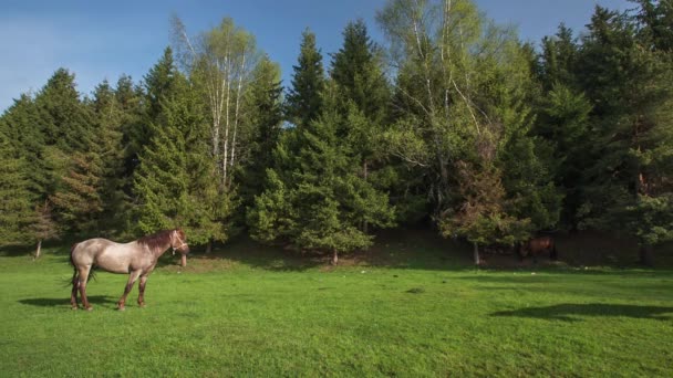 Le paysage montagnard avec des chevaux de pâturage 