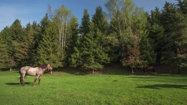 El paisaje de montaña con caballos de pastoreo — Vídeo de stock