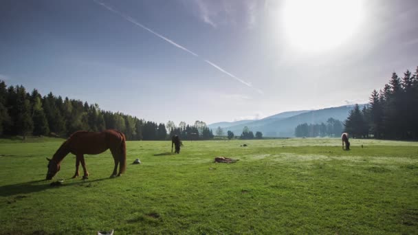 El paisaje de montaña con caballos de pastoreo — Vídeo de stock