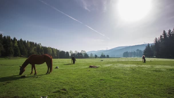 Le paysage montagnard avec des chevaux de pâturage 