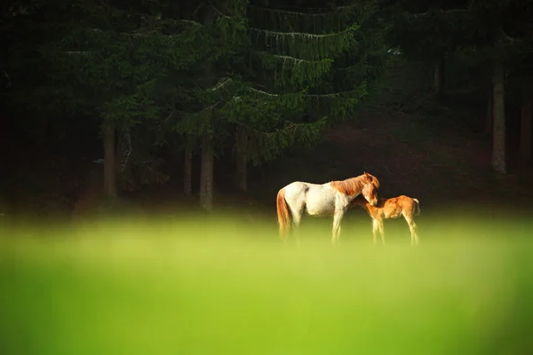 Horses on green mountain pasture — Stock Photo, Image