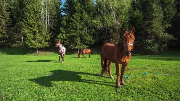 Het berglandschap met grazende paarden — Stockvideo