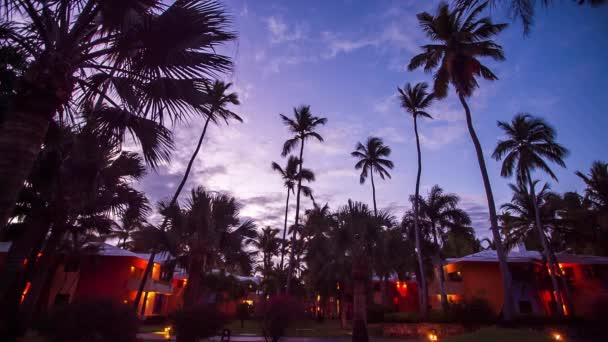 棕榈树上的一个美丽的黄昏，视频背景 — 图库视频影像