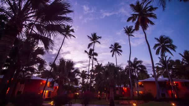 Palmeras en el fondo de una hermosa puesta de sol, video — Vídeos de Stock