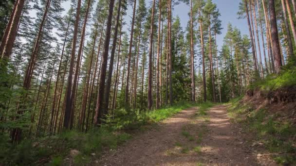 Stig i skogen, video med ljud — Stockvideo