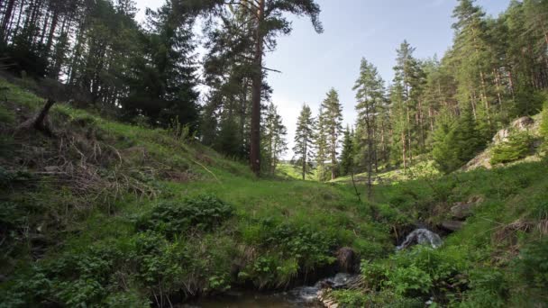 Vackra gröna skog, video — Stockvideo