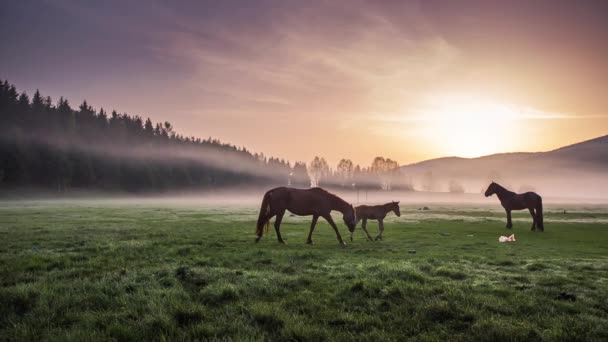 Het berglandschap met grazende paarden — Stockvideo