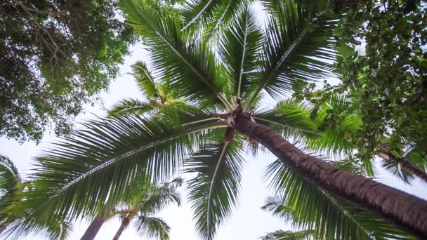 Ramas de palmas de coco bajo el cielo púrpura de la mañana con sonido — Vídeos de Stock