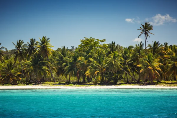 Palmer på den tropiska stranden — Stockfoto