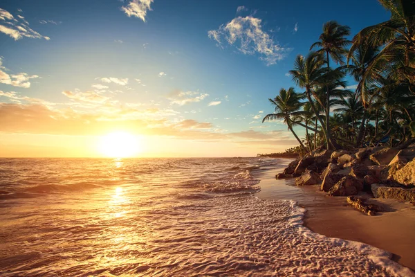 Palmiers sur la plage tropicale — Photo