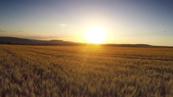 Vol aérien au-dessus du champ de blé au coucher du soleil — Video