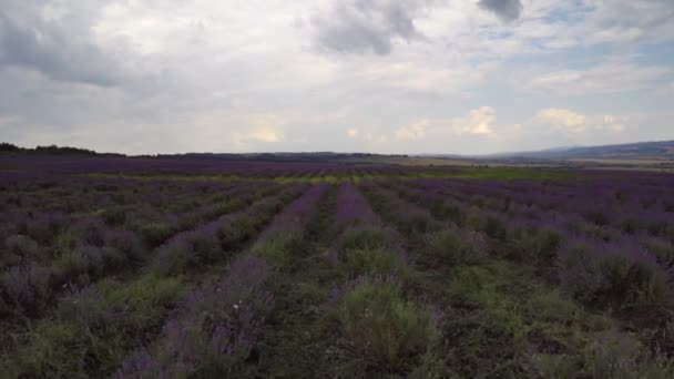 Volando sobre campos de lavanda — Vídeos de Stock