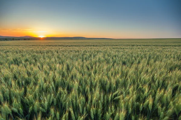 Sunset over wheat field — Stock Photo, Image