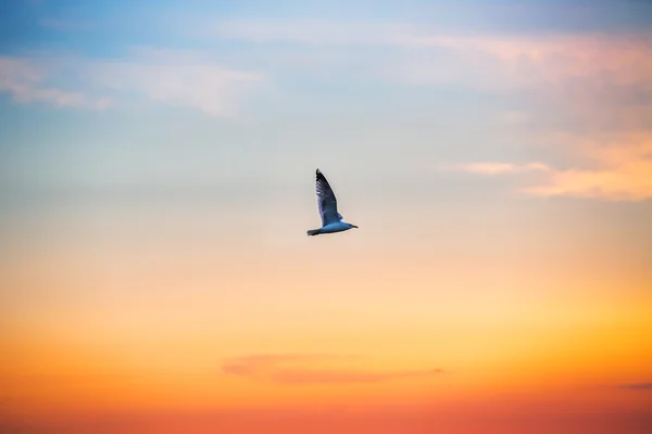 Paysage nuageux orange et oiseaux volants, coucher de soleil — Photo