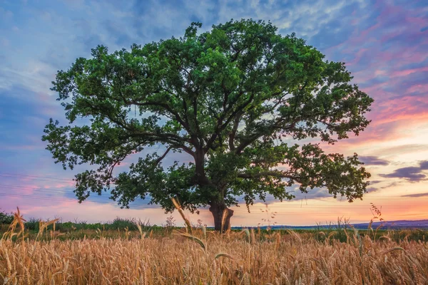 Gran árbol verde en un campo, nubes dramáticas — Foto de Stock