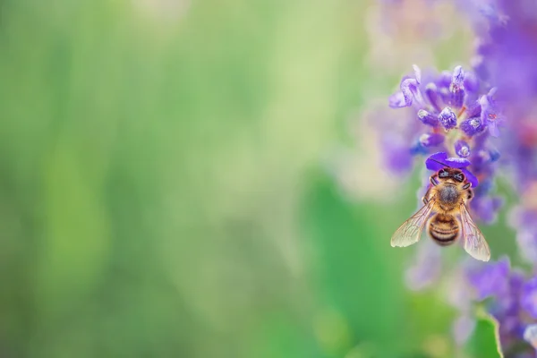 Divoká včela na levanduli — Stock fotografie