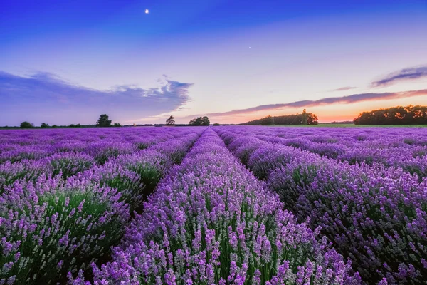 Zonsopgang en dramatische wolken over Lavendel veld Stockfoto