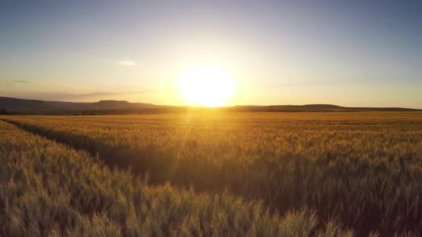 Volando sobre el campo, vídeo — Vídeo de stock