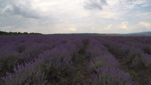 Vliegen over veld, video — Stockvideo