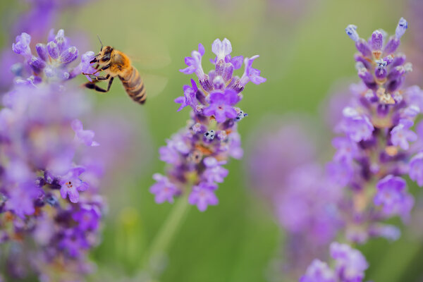 Wild bee on Lavender