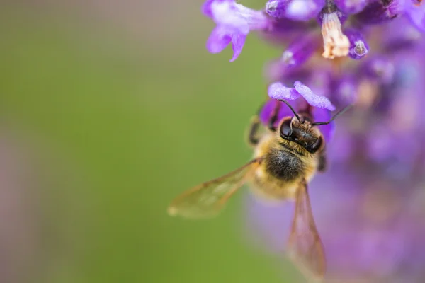 Vilda bin på lavendel — Stockfoto