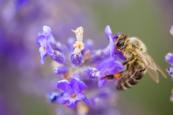 Дикая пчела на лаванде — стоковое фото