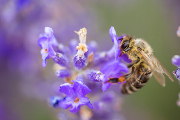 Wild bee on Lavender